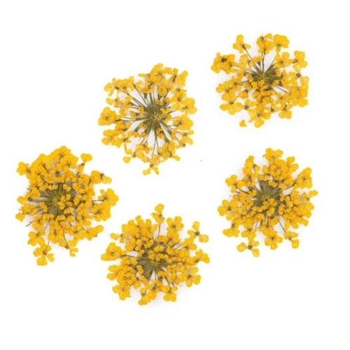 suszone-kwiaty-do-zdobien-paznokci-mollylac-yellow-5szt.jpg